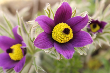 Violette Küchenschelle, Kuhschelle in freier Natur
