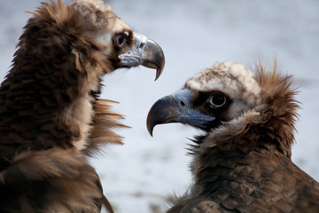 Cinereous Vulture - European Black Vulture (Aegypius Monachus)