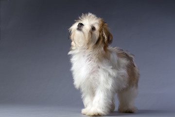 havanese puppy looking up