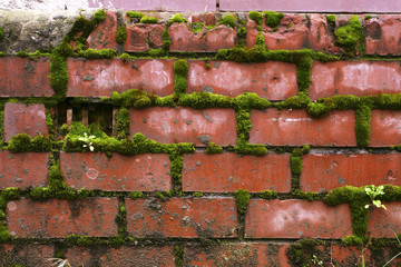 old wall covered with moss