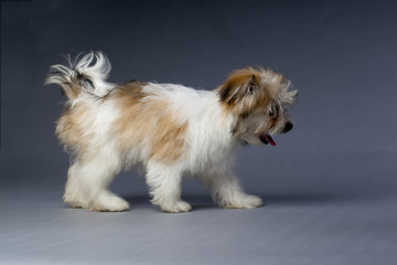 havanese puppy walking