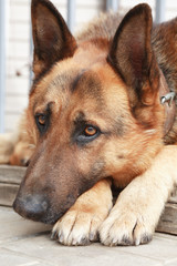 Domestic Shepherd Portrait