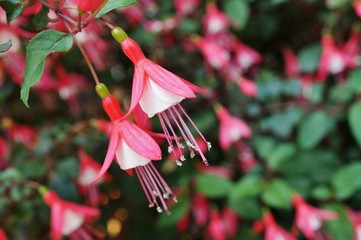 Hanging fuchsia flowers in shades of pink, purple and white