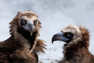 Cinereous Vulture - European Black Vulture (Aegypius Monachus)