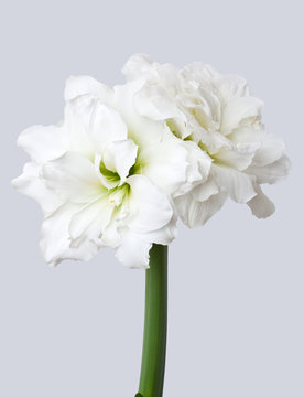 Fototapeta Hippeastrum double flowering Alfresco on grey background
