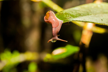 Snail on leaf in rainforest