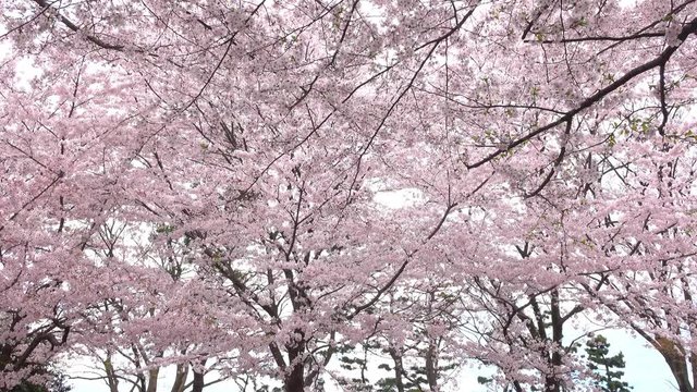 4K・揺れる桜の木々_4-146