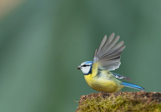 Eurasian blue tit taking off from stump with food in the beak, clean green background, Czech Republic, Europe