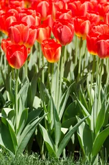 Fotobehang Red tulips flower bed. Spring tulips field © elecstasy