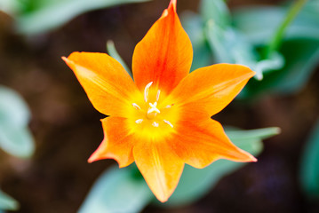 Star shaped orange tulip flower on dark background