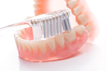 Teeth model with toothbrush on white background - obrazy, fototapety, plakaty