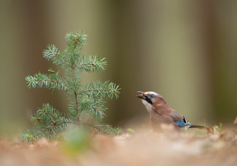 European jay with hazelnut in the beak, clean background, Czech Republic, Europe