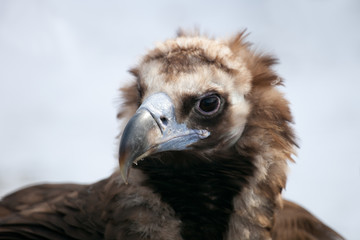 Portrait of a Cinereous Vulture
