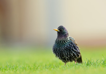 Common european starlingwith ruffled feathers, in green grass, with clean background, Ctech Republic, Europe
