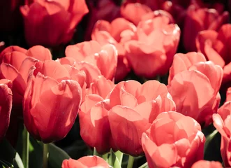 Fotobehang Beautiful pink tulips. Dramatic instagram style filter © elecstasy