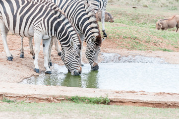 Fototapeta na wymiar Two Burchells zebras drinking