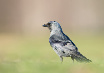 Western jackdaw standing in the grass, with clean background, Czech Republic, Europe