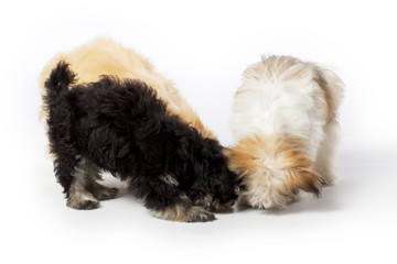 three havanese puppies