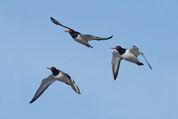 Obraz premium Eurasian oystercatcher (Haematopus ostralegus)