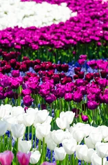Fotobehang Beautiful fields of tulip flowers © elecstasy