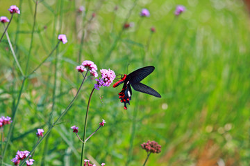Butterfly feeding on pink flower