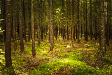 Fototapeta premium Skog