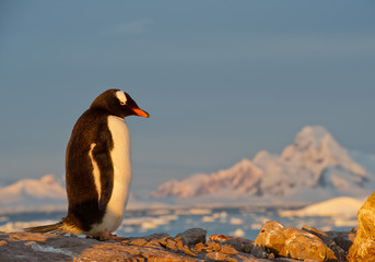 Manchot papou debout sur le rocher dans les derniers rayons du soleil, avec des montagnes rougeâtres en arrière-plan, Péninsule Antarctique