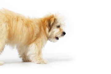 orange havanese puppy