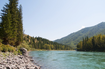 Picturesque banks of the Katun river in Altai