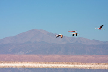 Naklejka premium Flamencos