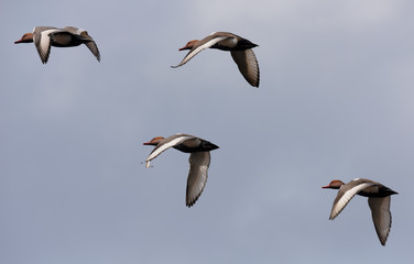 Red-crested Pochard, Netta rufina