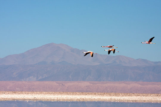 Fototapeta Flamencos