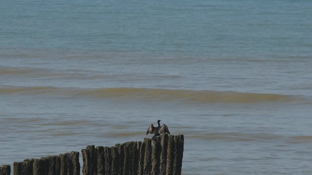cormoran qui s'envole