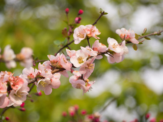 Fototapeta na wymiar Branch of pink cherry blossom in Japan
