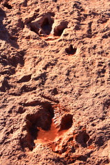 dinosaur/ fossile footprint of dinosaur shown as a tourist attraction in the USA