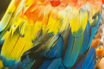 Obraz premium macro of colored parrot ara wing 