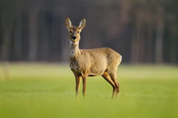 Reh