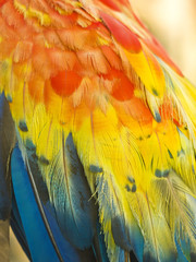 Obraz premium macro of colored parrot ara wing 
