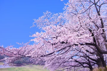 Stickers pour porte Fleur de cerisier 青空と満開の桜