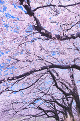 青空と満開の桜