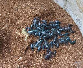 Scorpions in the the forest outdoors