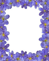 Floral frame made of liverworts flowers on white background.