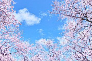 Obraz premium 青空と満開の桜