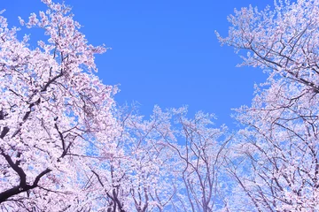 Photo sur Aluminium Fleur de cerisier 青空と満開の桜