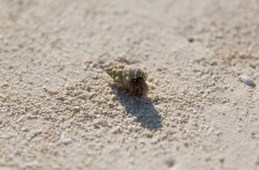 cancer with shell on beach sand