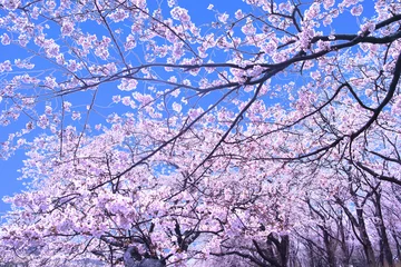 Cercles muraux Fleur de cerisier 青空と満開の桜