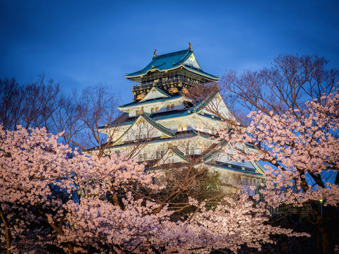 Osaka castle among cherry blossom trees (sakura) in the evening scene after sunset with blue sky and light (selective focus on the castle with blurry foreground of branches and cherry blossom trees)