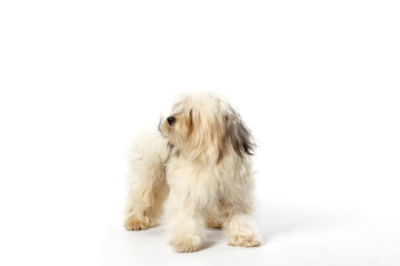 long haired dog
