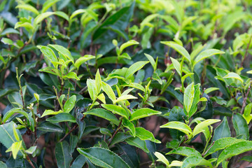 tea plantation field on Sri Lanka