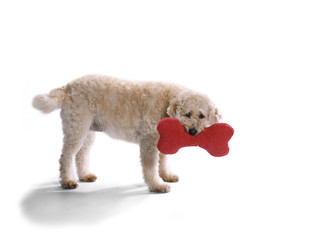 labradoodle with bone